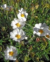 Cistus salviifolius