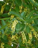 Citharexylum spinosum