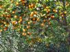 Citrus aurantium