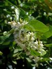 Citrus latifolia