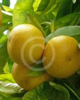 Citrus paradisi