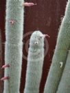 Cleistocactus strausii