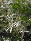 Clematis glycinoides