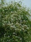 Clematis glycinoides