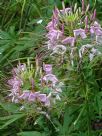 Cleome hassleriana