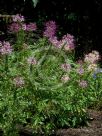 Cleome hassleriana