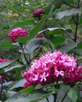 Clerodendrum bungei