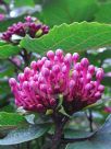 Clerodendrum bungei