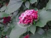 Clerodendrum bungei