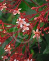 Clerodendrum paniculatum