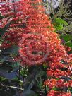 Clerodendrum paniculatum