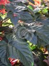 Clerodendrum paniculatum