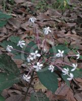 Clerodendrum quadriloculare