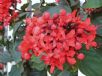 Clerodendrum splendens