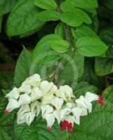 Clerodendrum thomsoniae