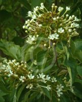 Clerodendrum tomentosum