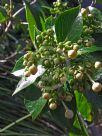 Clerodendrum tomentosum