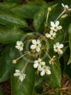 Clerodendrum tomentosum