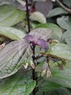 Clerodendrum trichotomum fargesii