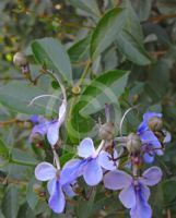 Clerodendrum myricoides Ugandense