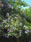 Clerodendrum myricoides Ugandense