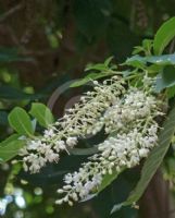 Clethra barbinervis