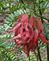 Clianthus puniceus