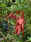 Clianthus puniceus