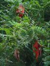 Clianthus puniceus