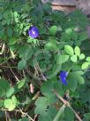 Clitoria ternatea