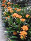 Clivia miniata