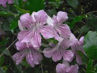 Bignonia callistegioides