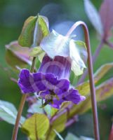 Cobaea scandens