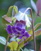 Cobaea scandens