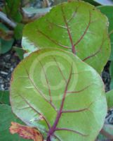 Coccoloba uvifera