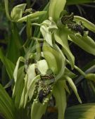 Coelogyne pandurata