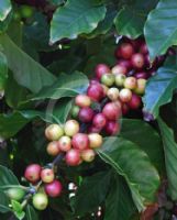 Coffea arabica