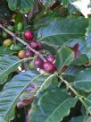 Coffea arabica