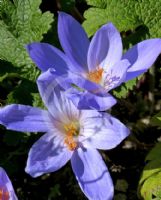 Colchicum autumnale