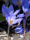 Colchicum autumnale