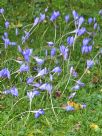 Colchicum autumnale
