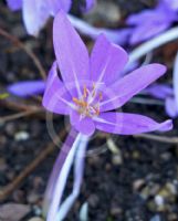 Colchicum Lilac Wonder