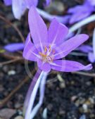 Colchicum Lilac Wonder