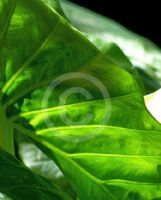 Colocasia esculenta