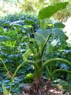 Colocasia esculenta