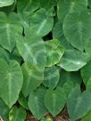 Colocasia fallax