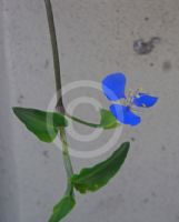 Commelina cyanea