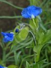 Commelina tuberosa