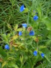 Commelina tuberosa