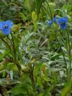 Commelina tuberosa